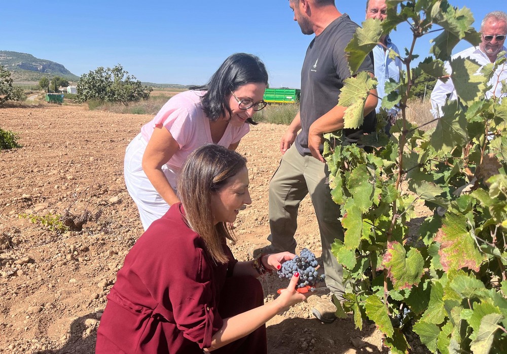El Gobierno regional destina 8 millones en ayudas al sector vitivinícola para la promoción, inversiones en bodegas y reconversión
